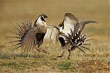 Gunnison Sage-Grouse